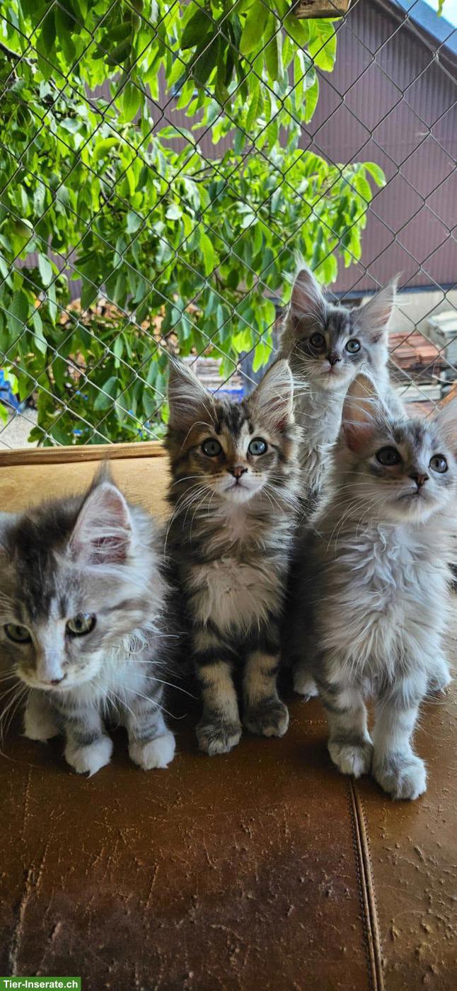 Bild 9: Maine Coon Kitten / Adorables chatons Maine Coon