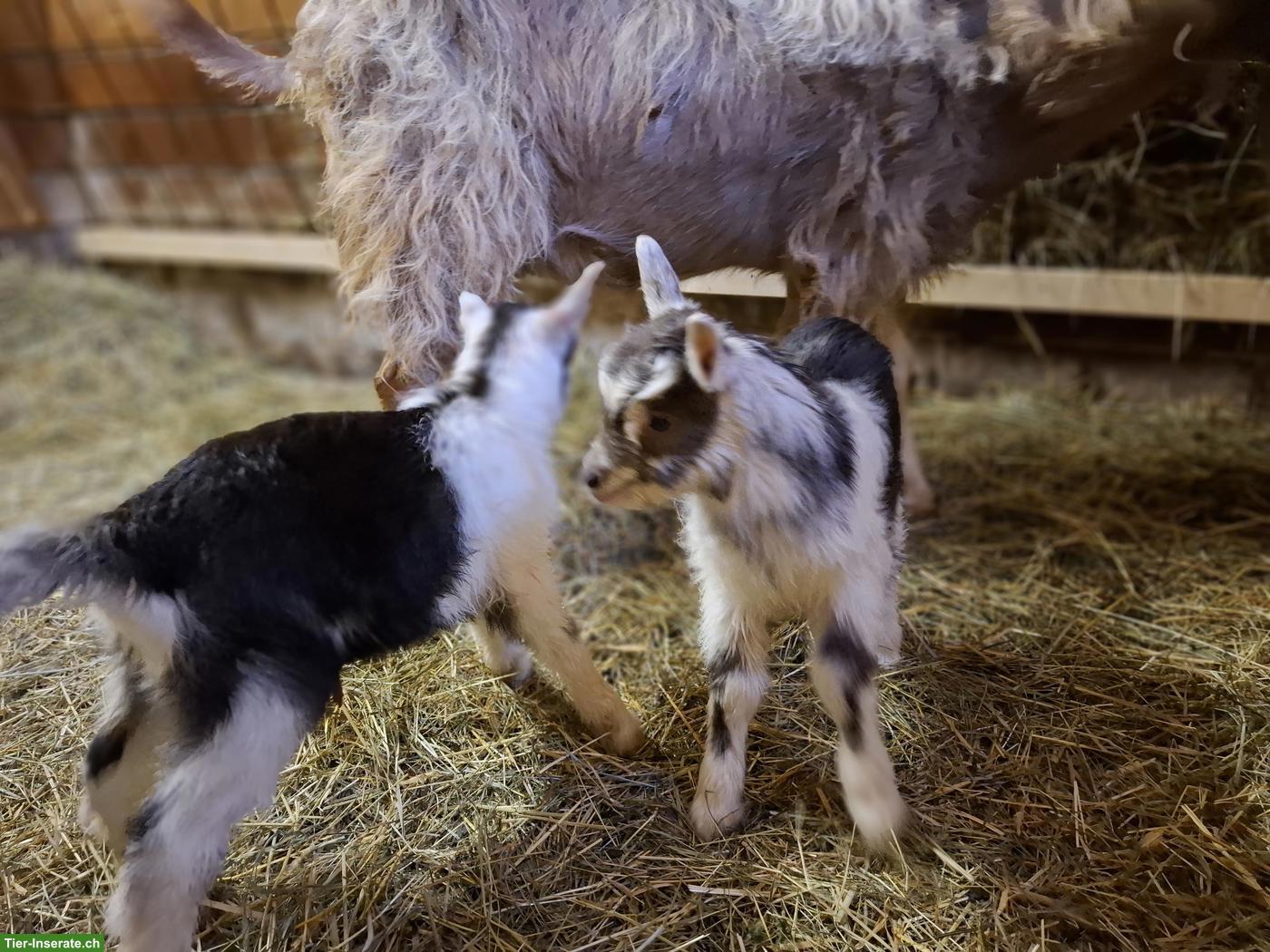 Bild 2: Toggenburger Milchziege sucht neuer Stall