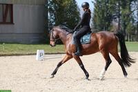 Reitbeteiligung für 7-jährigen Wallach in Hittnau ZH