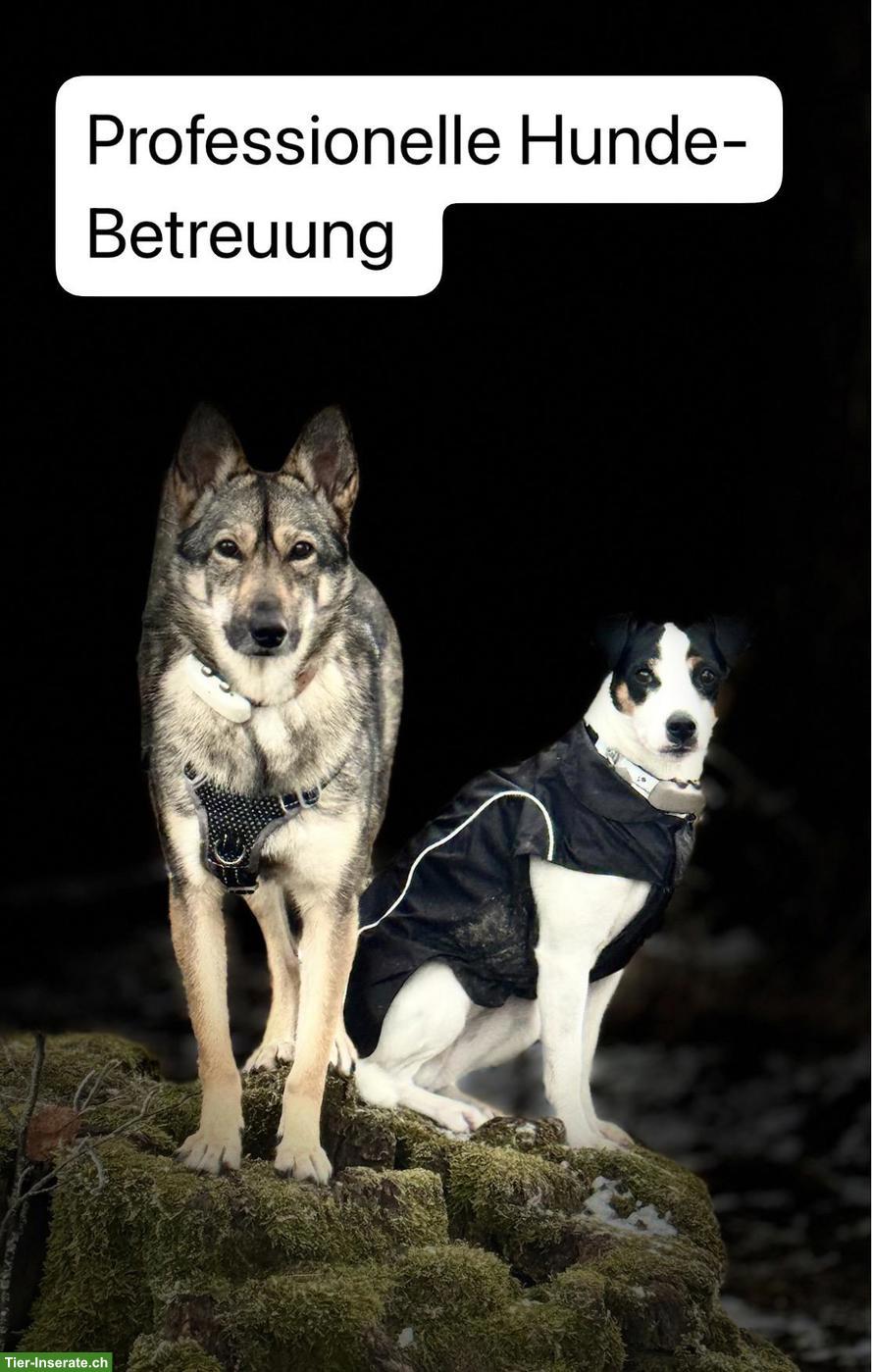Professionelle Hundetagesbetreuung in Adliswil ZH