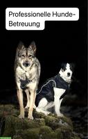 Professionelle Hundetagesbetreuung in Adliswil ZH