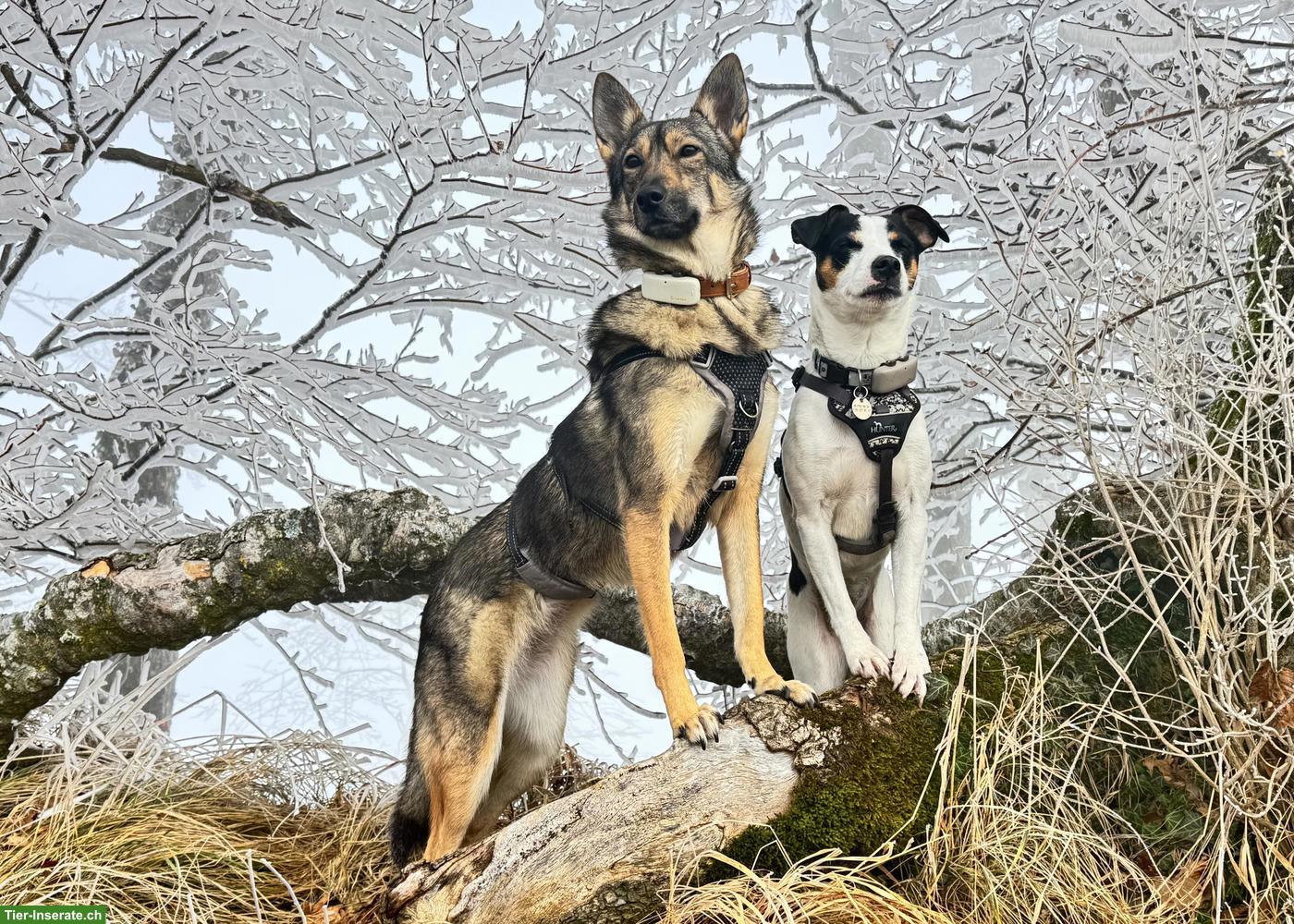 Bild 2: Professionelle Hundetagesbetreuung in Adliswil ZH