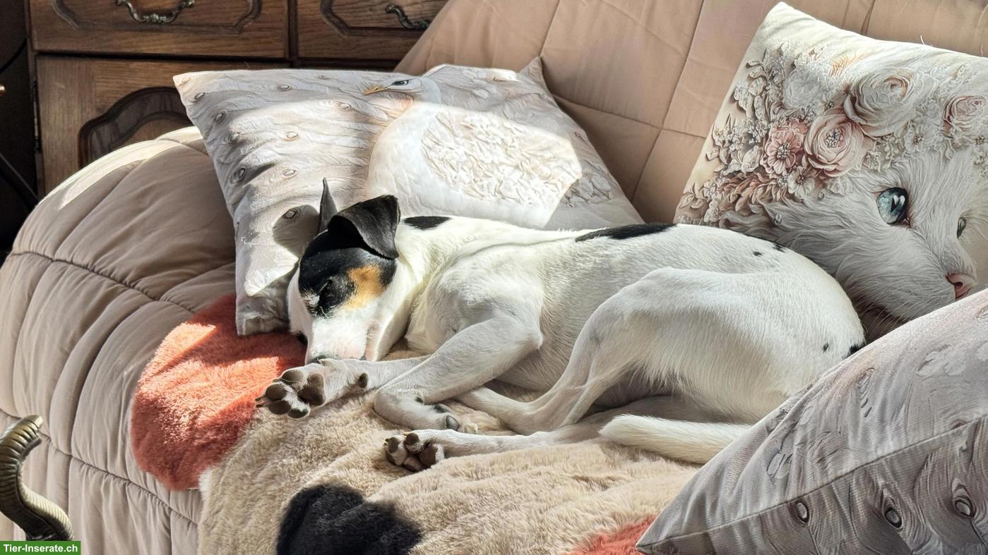 Bild 4: Professionelle Hundetagesbetreuung in Adliswil ZH