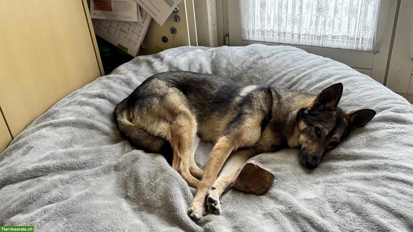 Bild 5: Professionelle Hundetagesbetreuung in Adliswil ZH