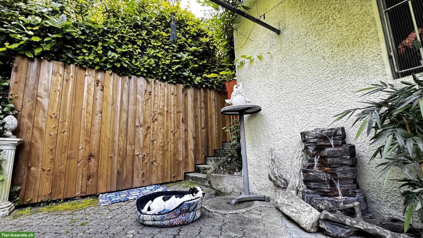 Bild 7: Professionelle Hundetagesbetreuung in Adliswil ZH
