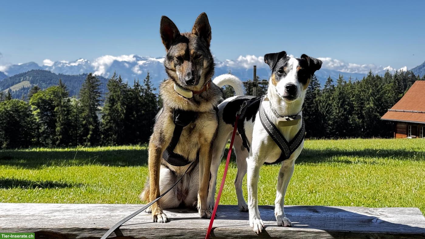 Bild 8: Professionelle Hundetagesbetreuung in Adliswil ZH
