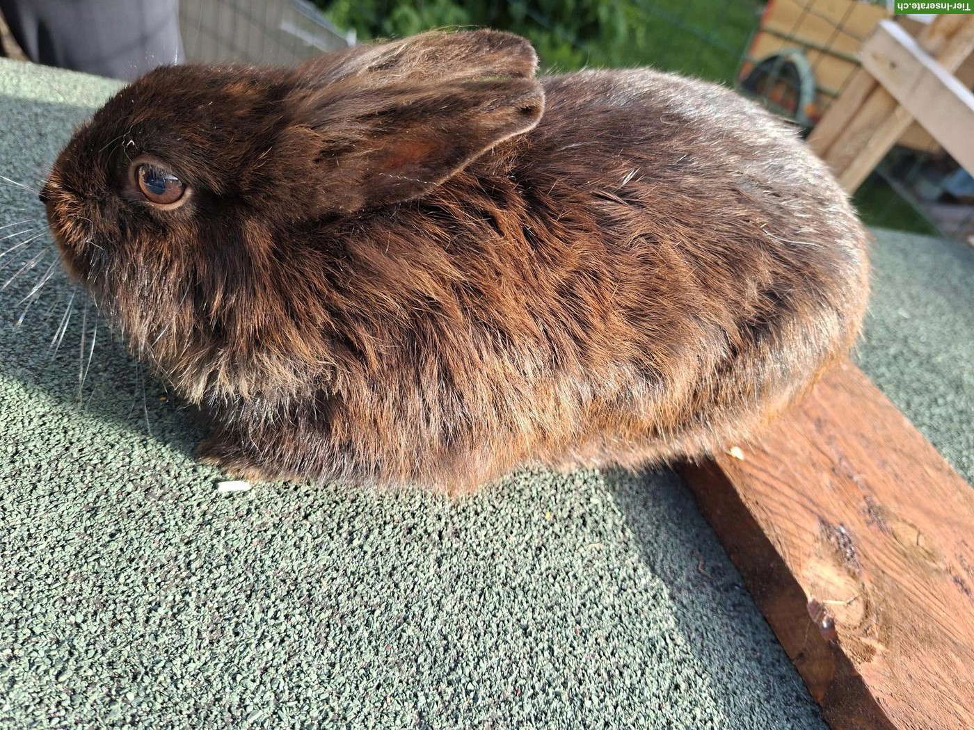 Bild 3: 3 Löwenköpfchen suchen neues Zuhause