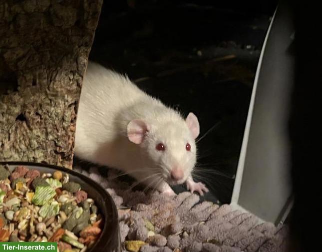 Handzahme liebe Ratten, Männchen und Weibchen
