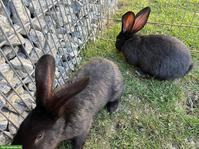 Deutsche Riesen Kaninchen, weiblich, schwarz, sehr zahm