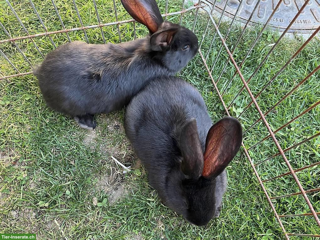 Bild 2: Deutsche Riesen Kaninchen, weiblich, schwarz, sehr zahm