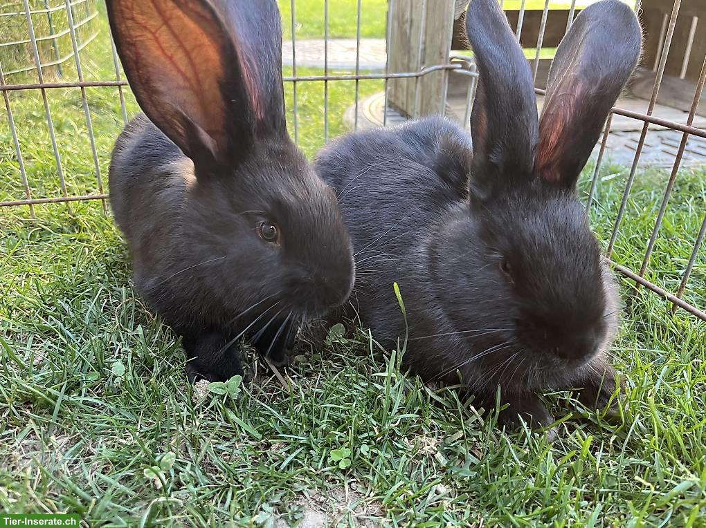 Bild 3: Deutsche Riesen Kaninchen, weiblich, schwarz, sehr zahm