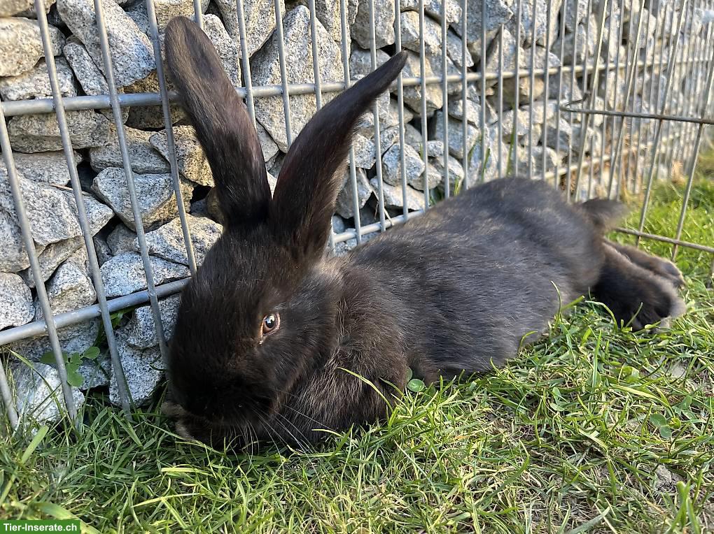 Bild 4: Deutsche Riesen Kaninchen, weiblich, schwarz, sehr zahm