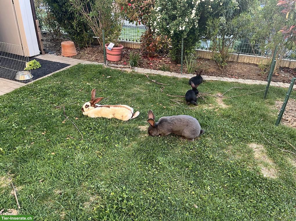 Bild 5: Deutsche Riesen Kaninchen, weiblich, schwarz, sehr zahm