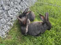 3 Deutsche Riesenkaninchen in schwarz, sehr zahm