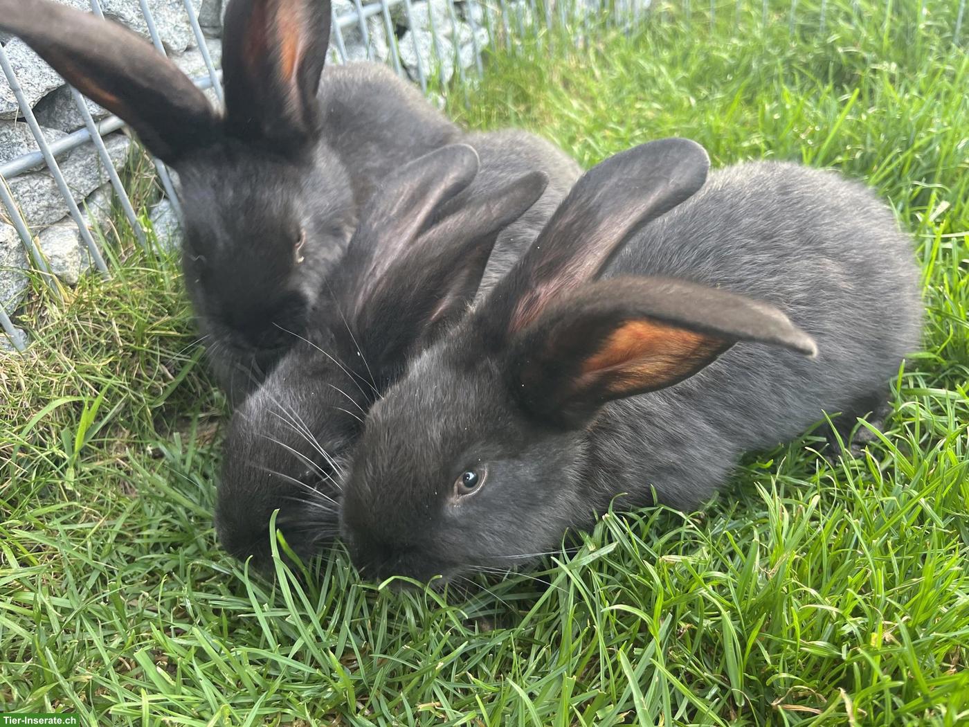 Bild 3: 3 Deutsche Riesenkaninchen in schwarz, sehr zahm
