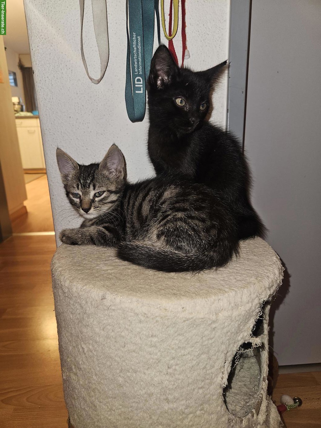 Bauernhofkätzchen, getigert & schwarz, suchen neues Zuhause
