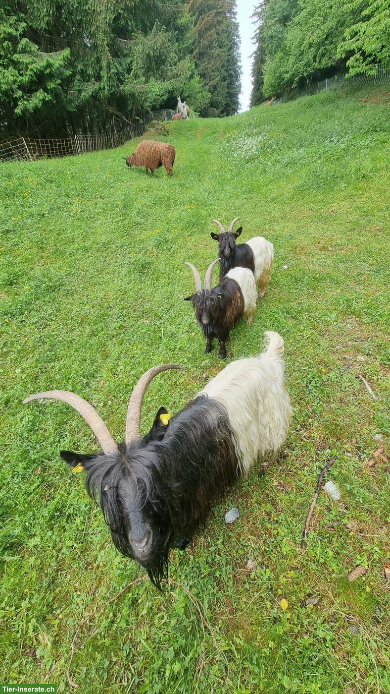 3 Walliser Schwarzhalsziegen zu verkaufen