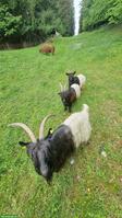3 Walliser Schwarzhalsziegen zu verkaufen