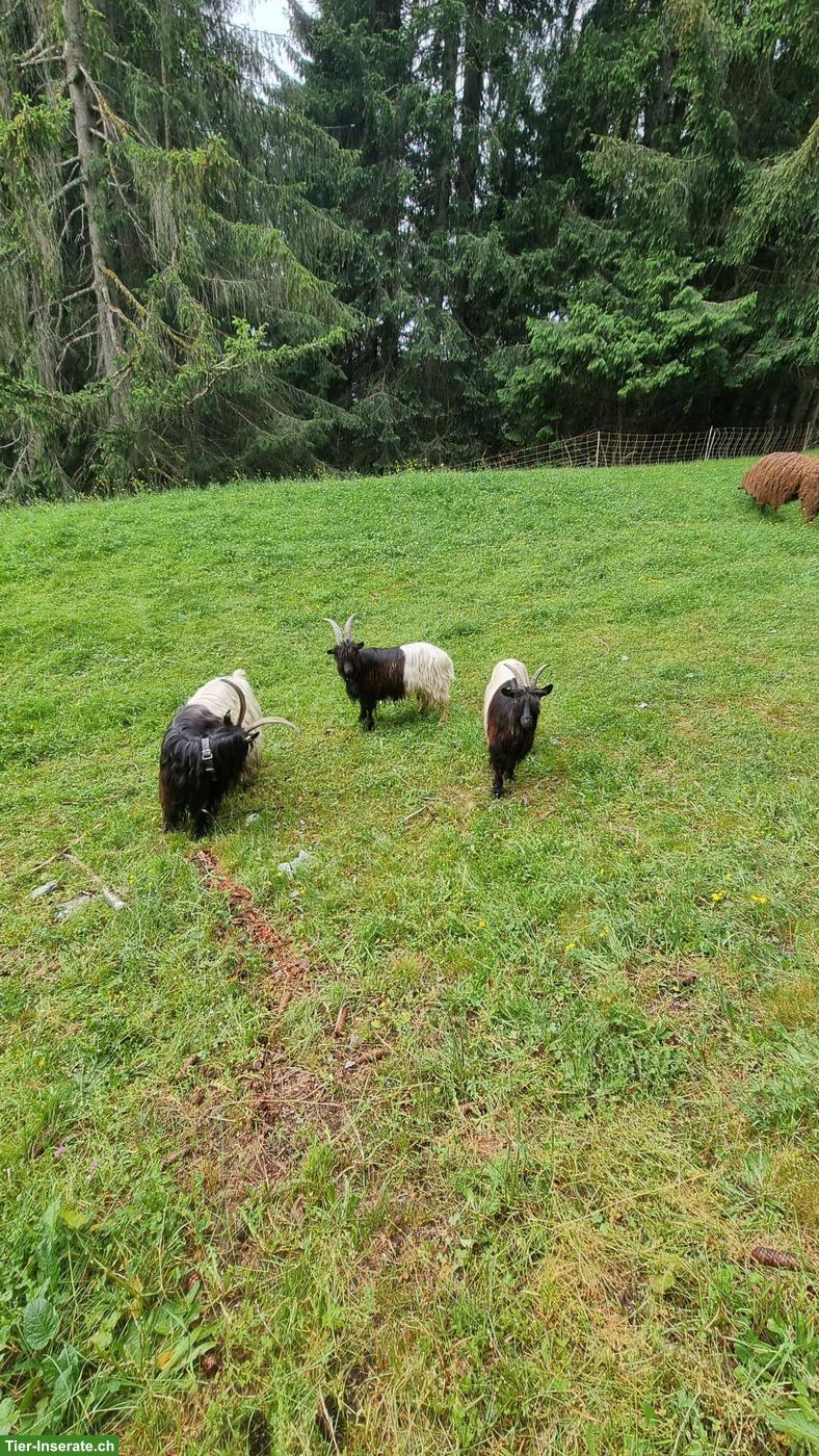 Bild 2: 3 Walliser Schwarzhalsziegen zu verkaufen