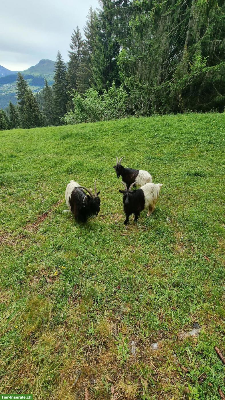 Bild 3: 3 Walliser Schwarzhalsziegen zu verkaufen