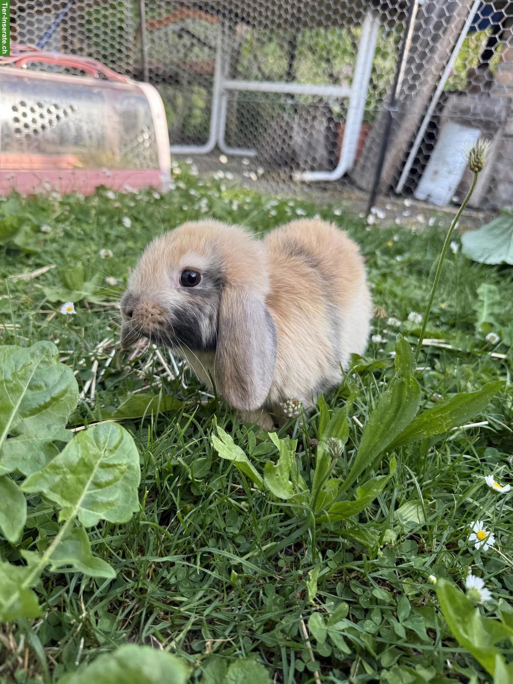 Junge Zwergwidder (Mini Lops) zu verkaufen