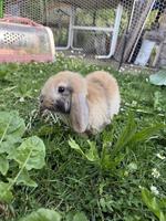 Junge Zwergwidder (Mini Lops) zu verkaufen