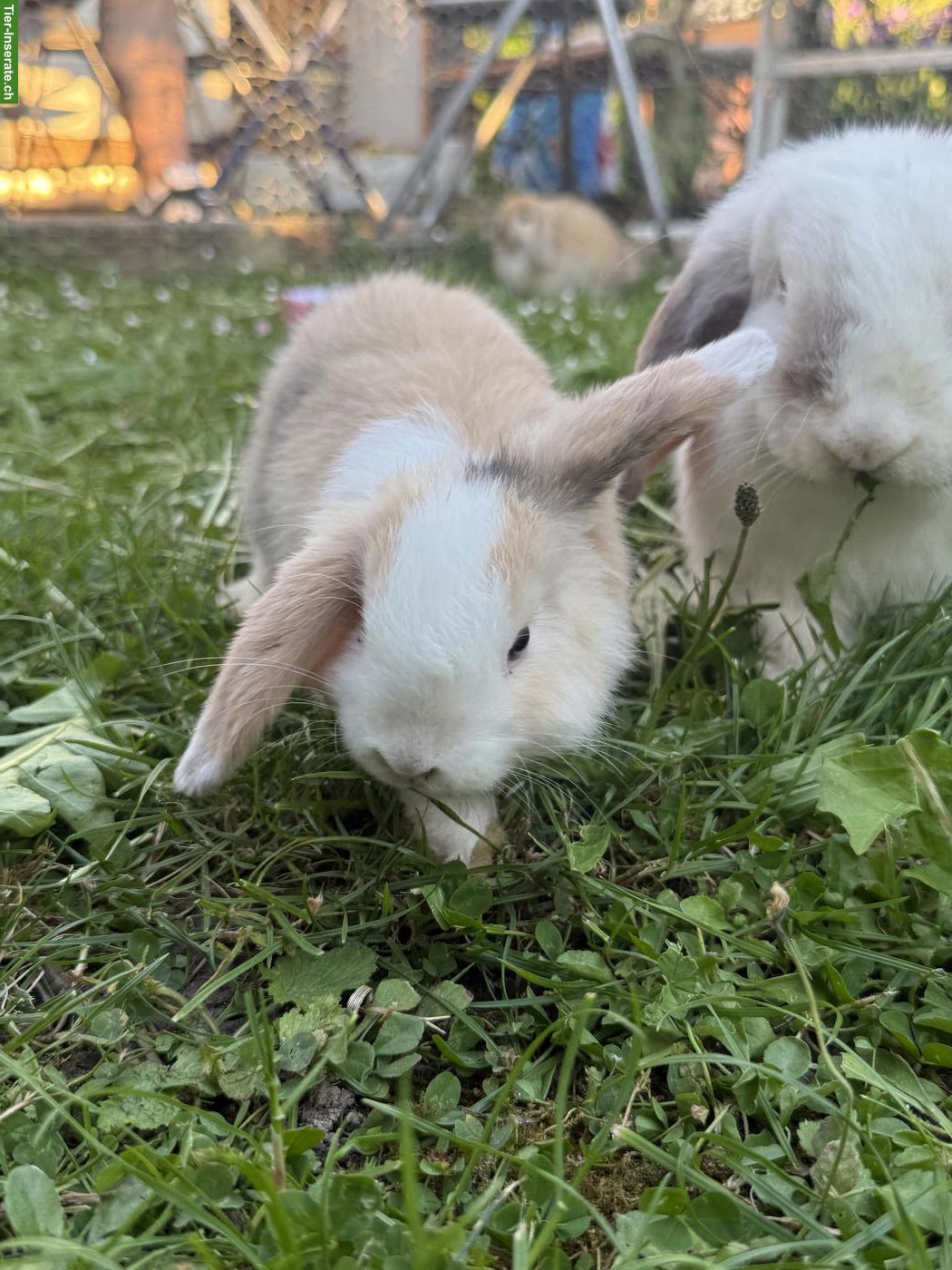 Bild 2: Junge Zwergwidder (Mini Lops) zu verkaufen