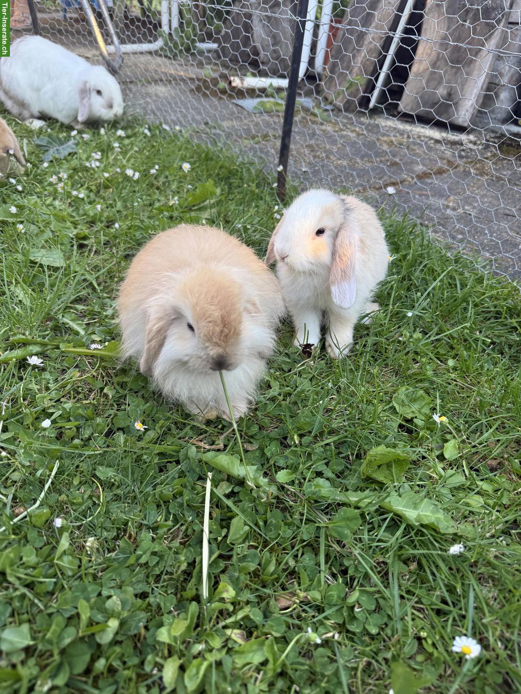 Bild 3: Junge Zwergwidder (Mini Lops) zu verkaufen