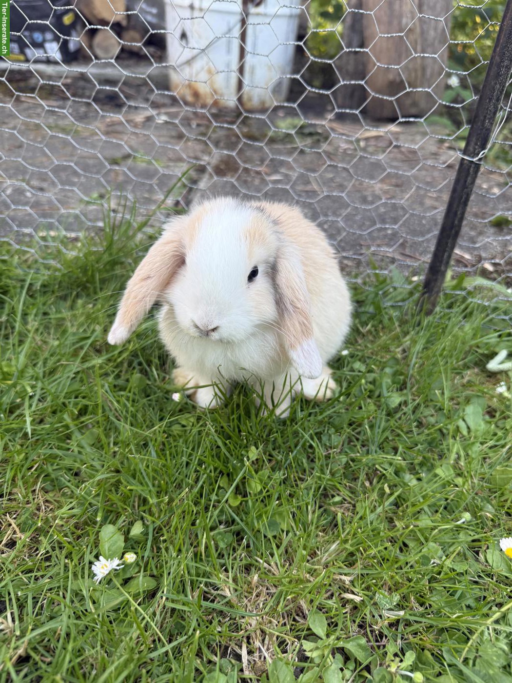 Bild 4: Junge Zwergwidder (Mini Lops) zu verkaufen