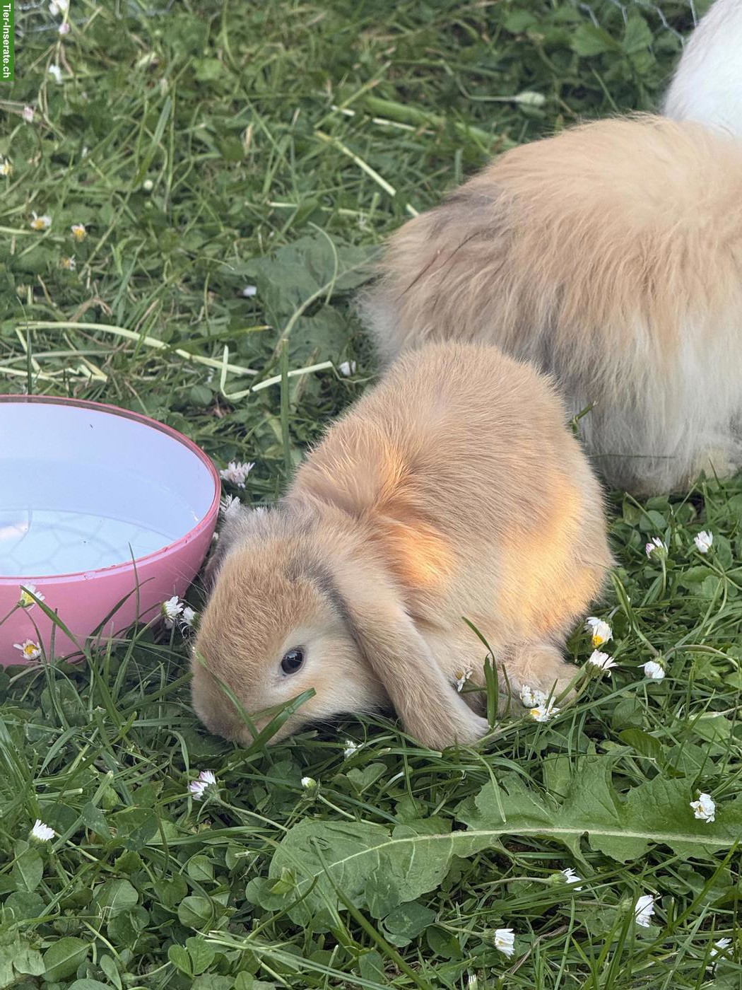 Bild 5: Junge Zwergwidder (Mini Lops) zu verkaufen
