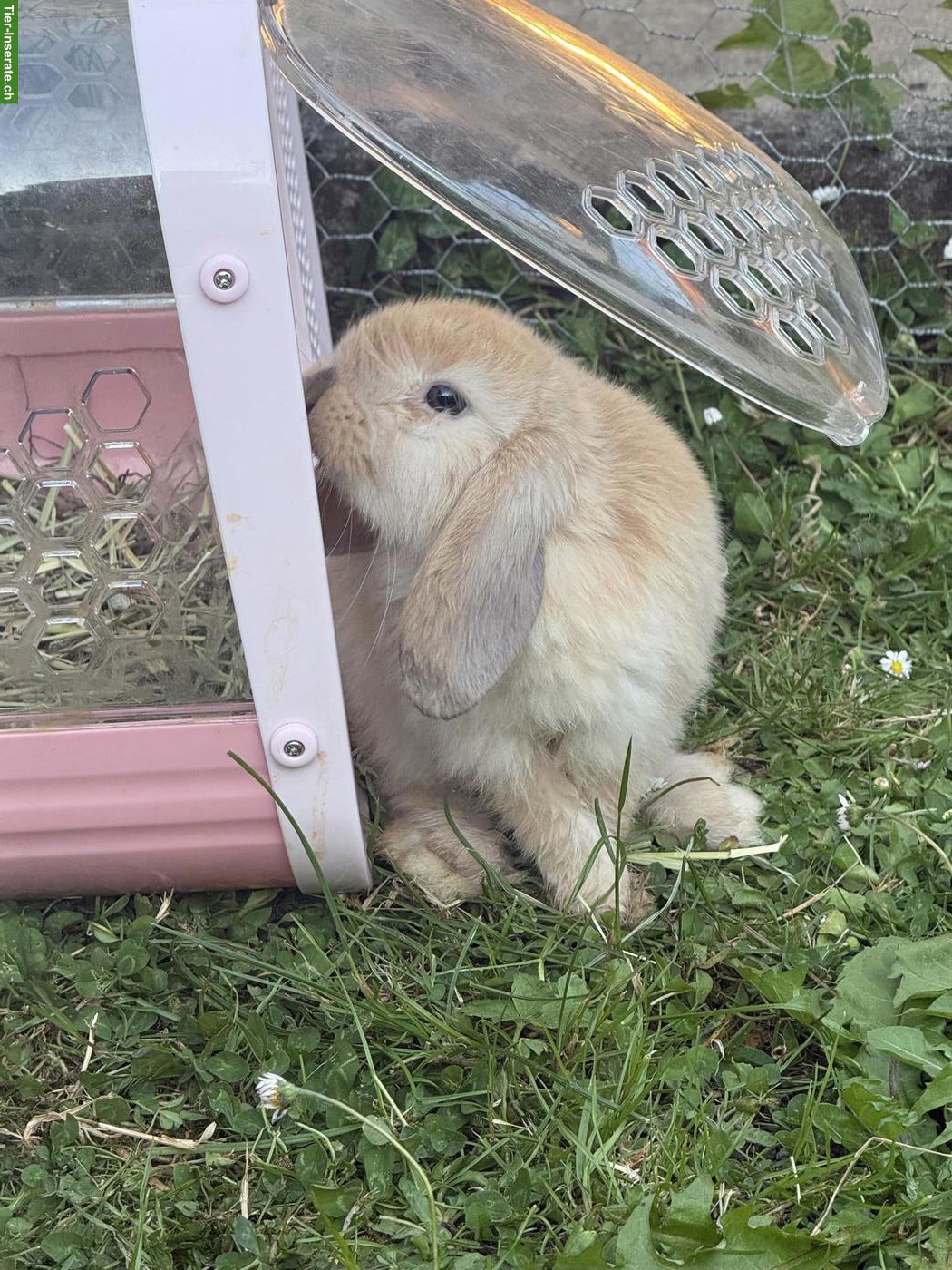 Bild 6: Junge Zwergwidder (Mini Lops) zu verkaufen