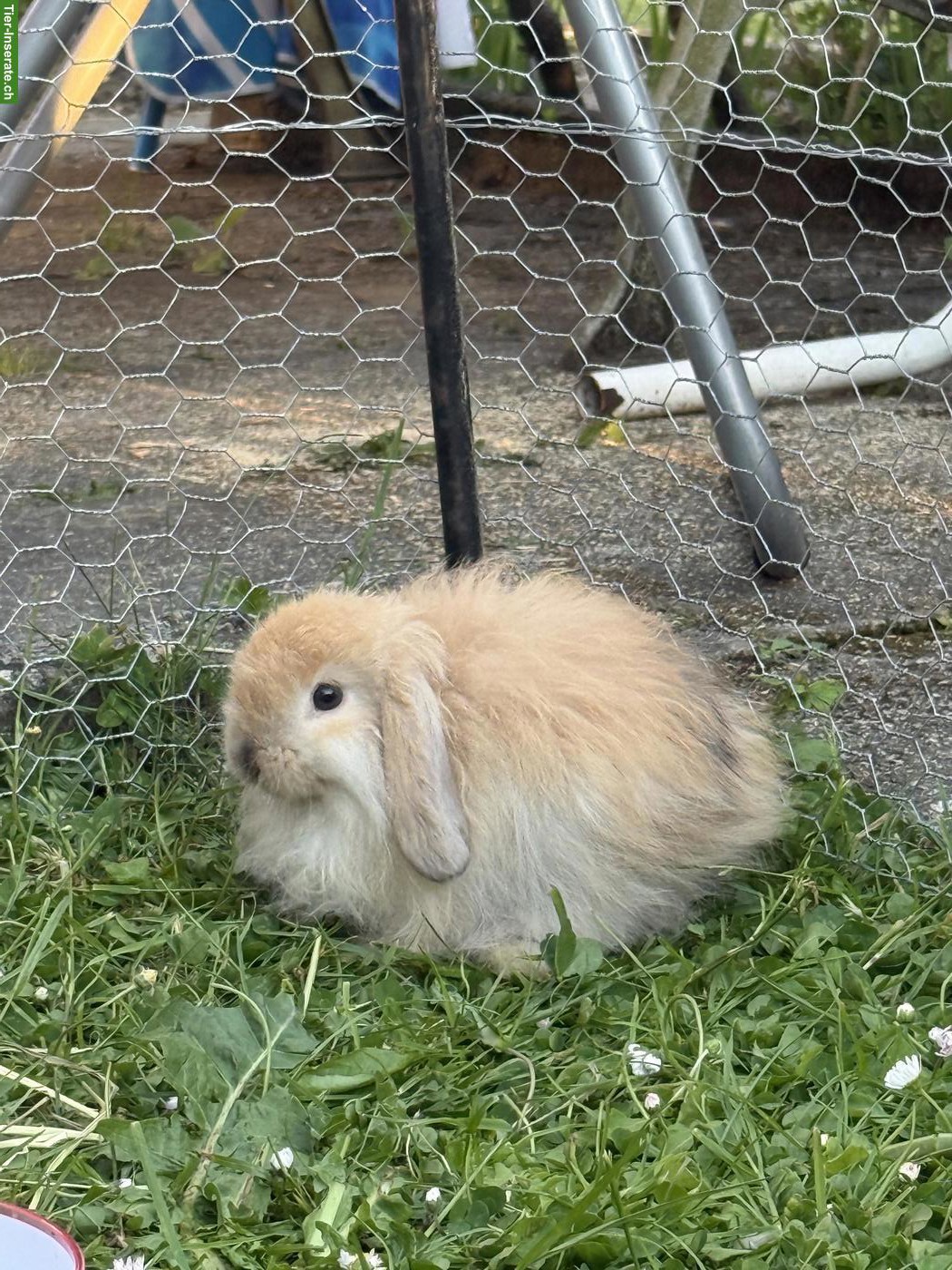 Bild 7: Junge Zwergwidder (Mini Lops) zu verkaufen