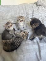 Reinrassige BKH Kitten suchen ein liebes Zuhause