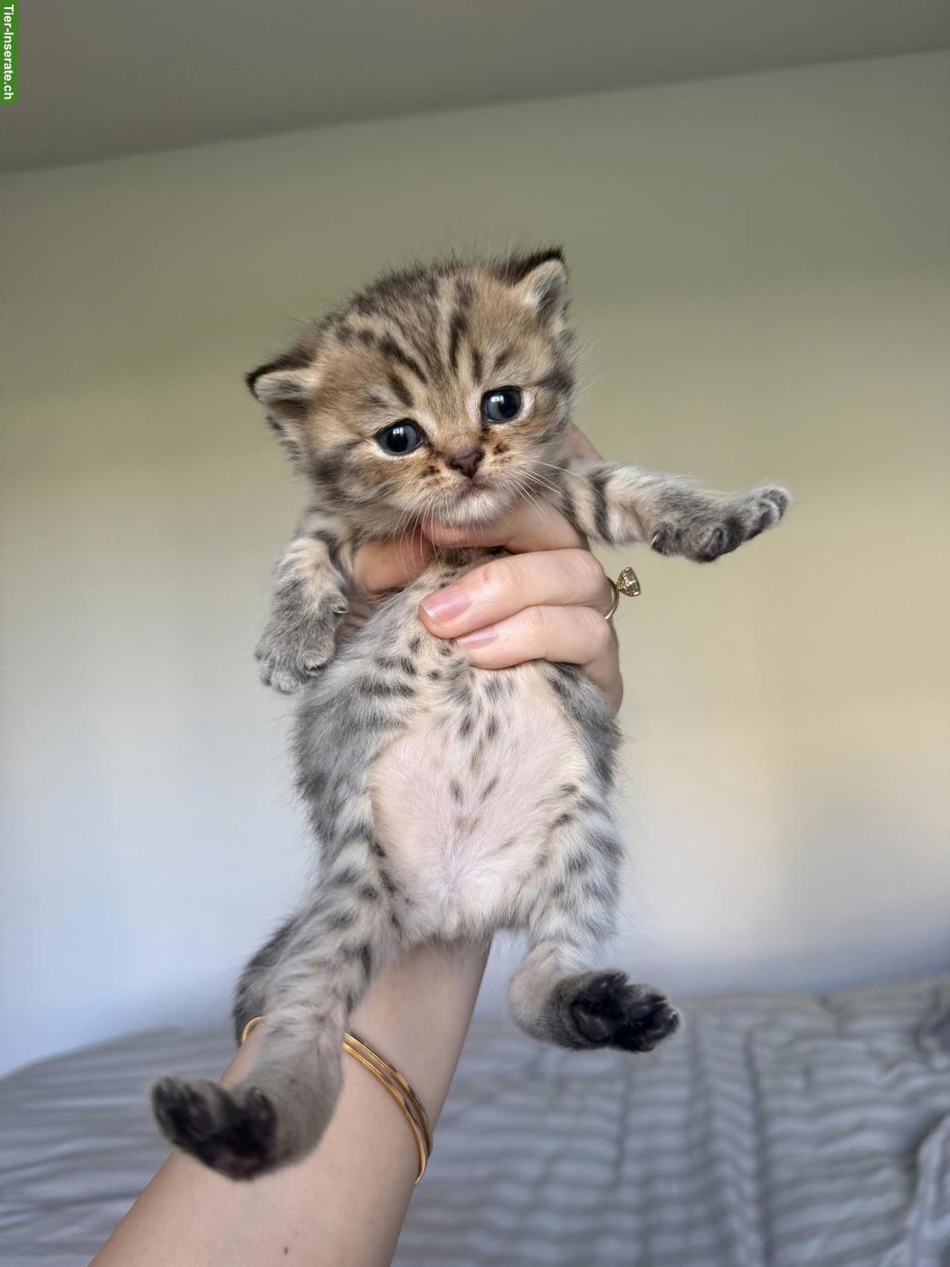 Bild 2: Reinrassige BKH Kitten suchen ein liebes Zuhause