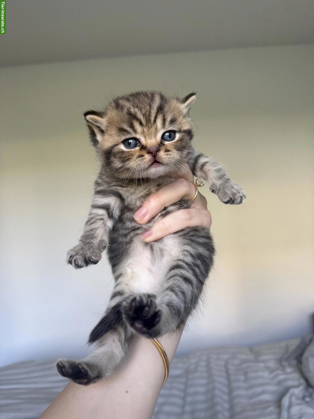 Bild 3: Reinrassige BKH Kitten suchen ein liebes Zuhause
