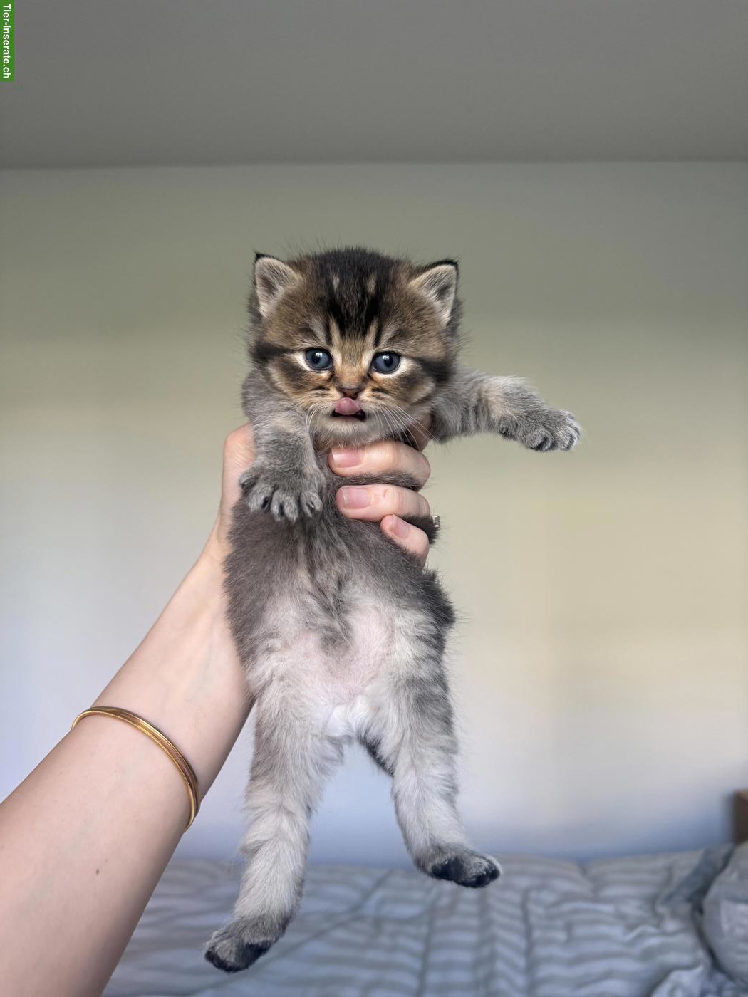 Bild 4: Reinrassige BKH Kitten suchen ein liebes Zuhause