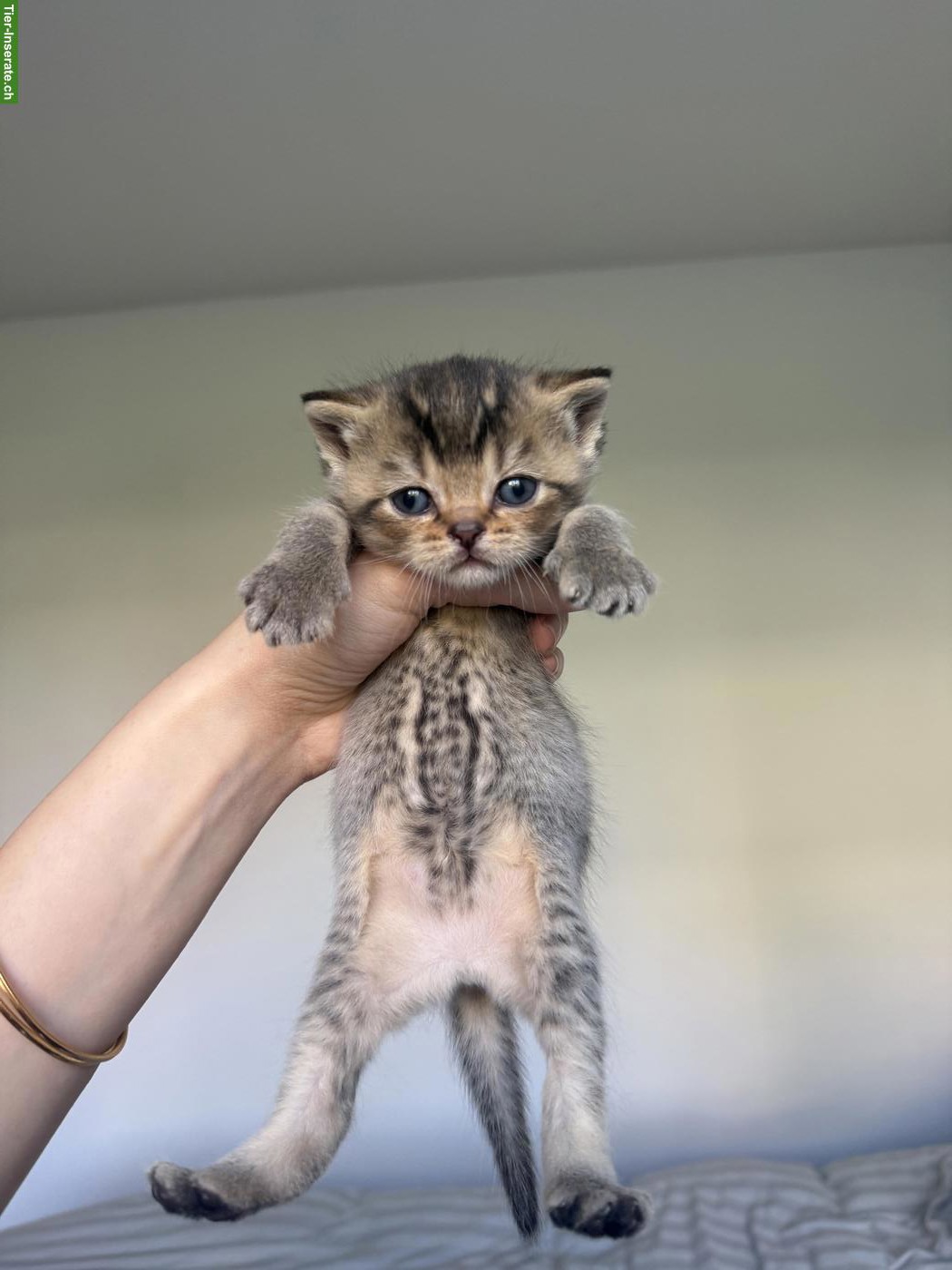 Bild 5: Reinrassige BKH Kitten suchen ein liebes Zuhause