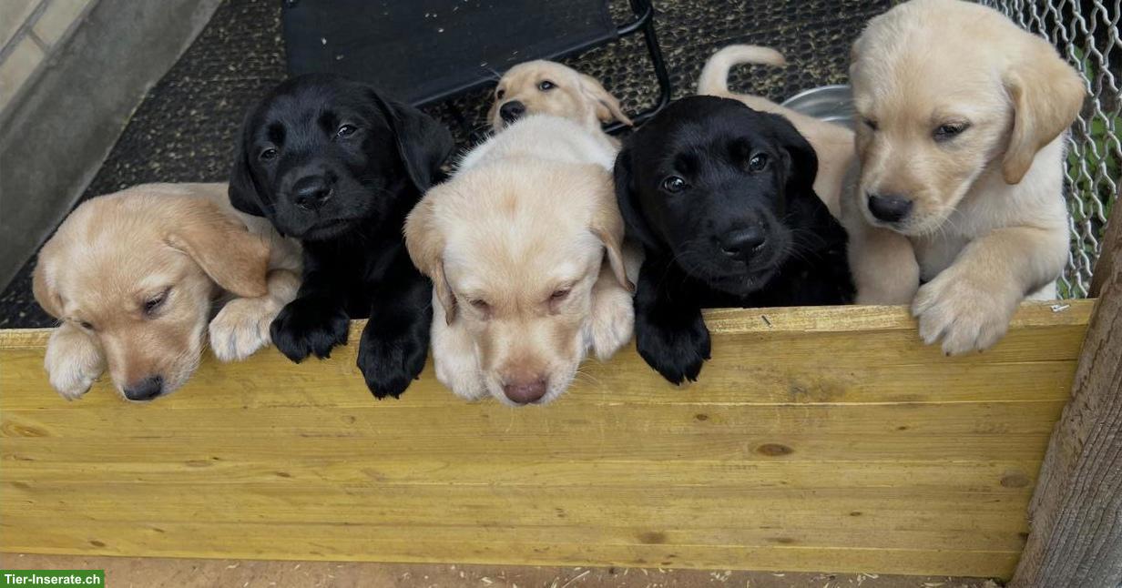Labrador Welpen zu verkaufen