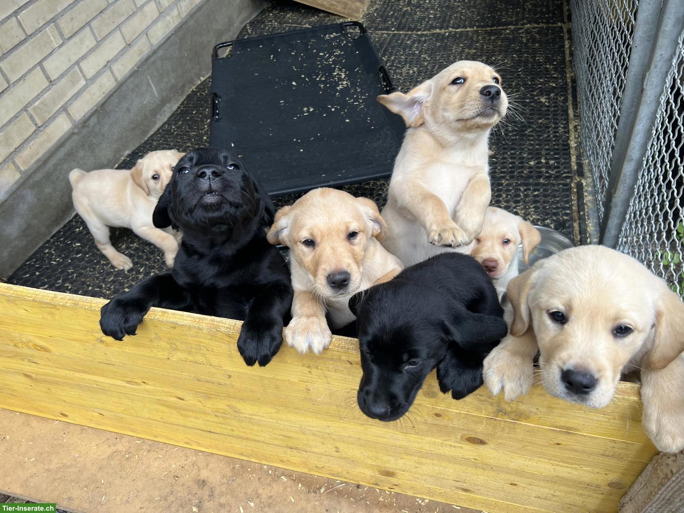 Bild 2: Labrador Welpen zu verkaufen