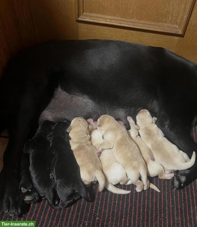 Bild 3: Labrador Welpen zu verkaufen