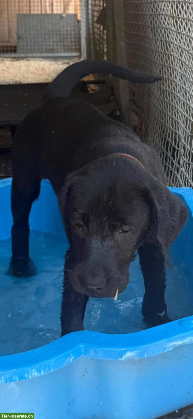 Bild 6: Labrador Welpen zu verkaufen