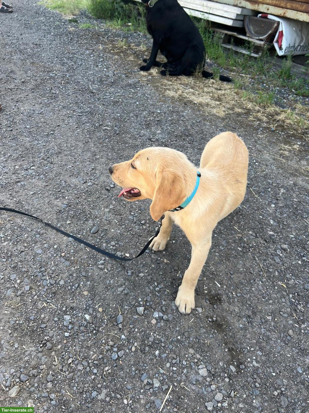 Bild 7: Labrador Welpen zu verkaufen