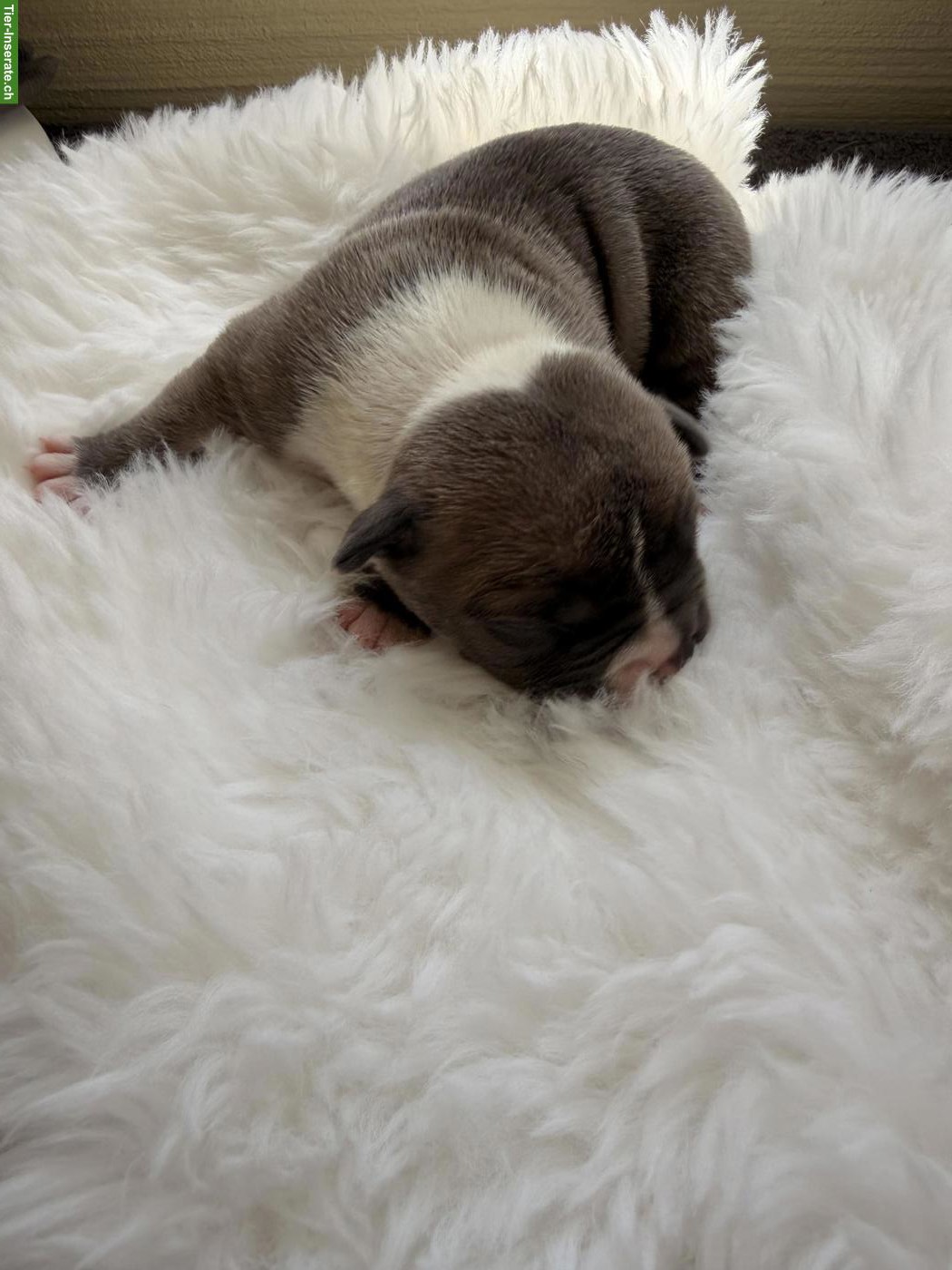 Bild 3: American Bully Welpen, Rüde und Hündin