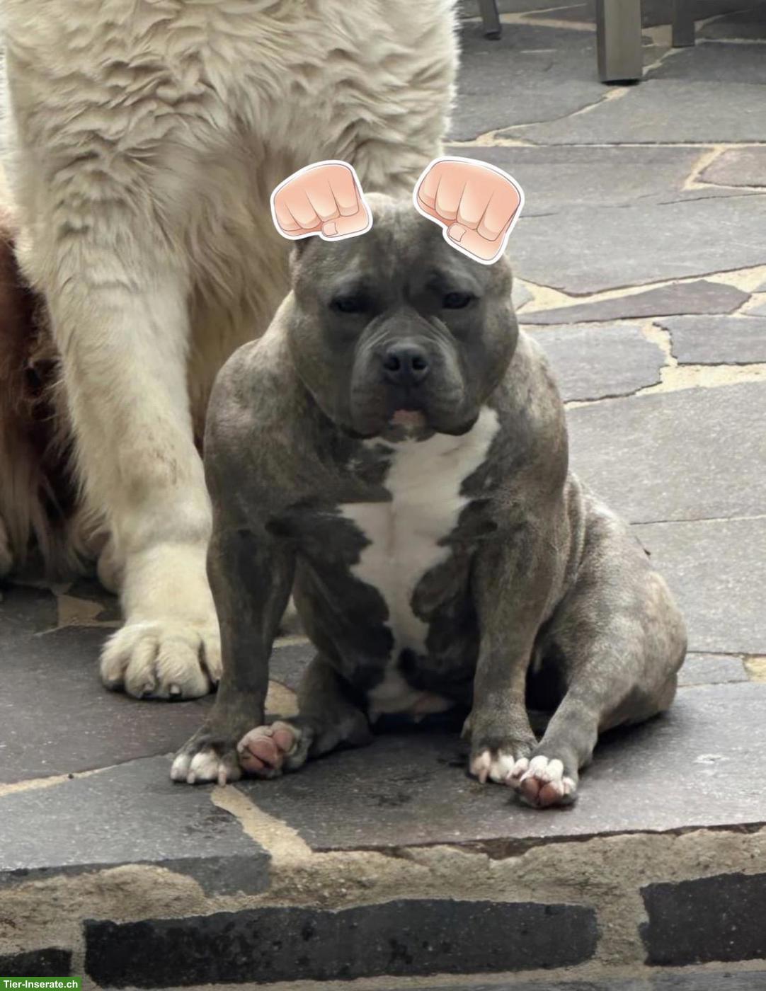 Bild 5: American Bully Welpen, Rüde und Hündin
