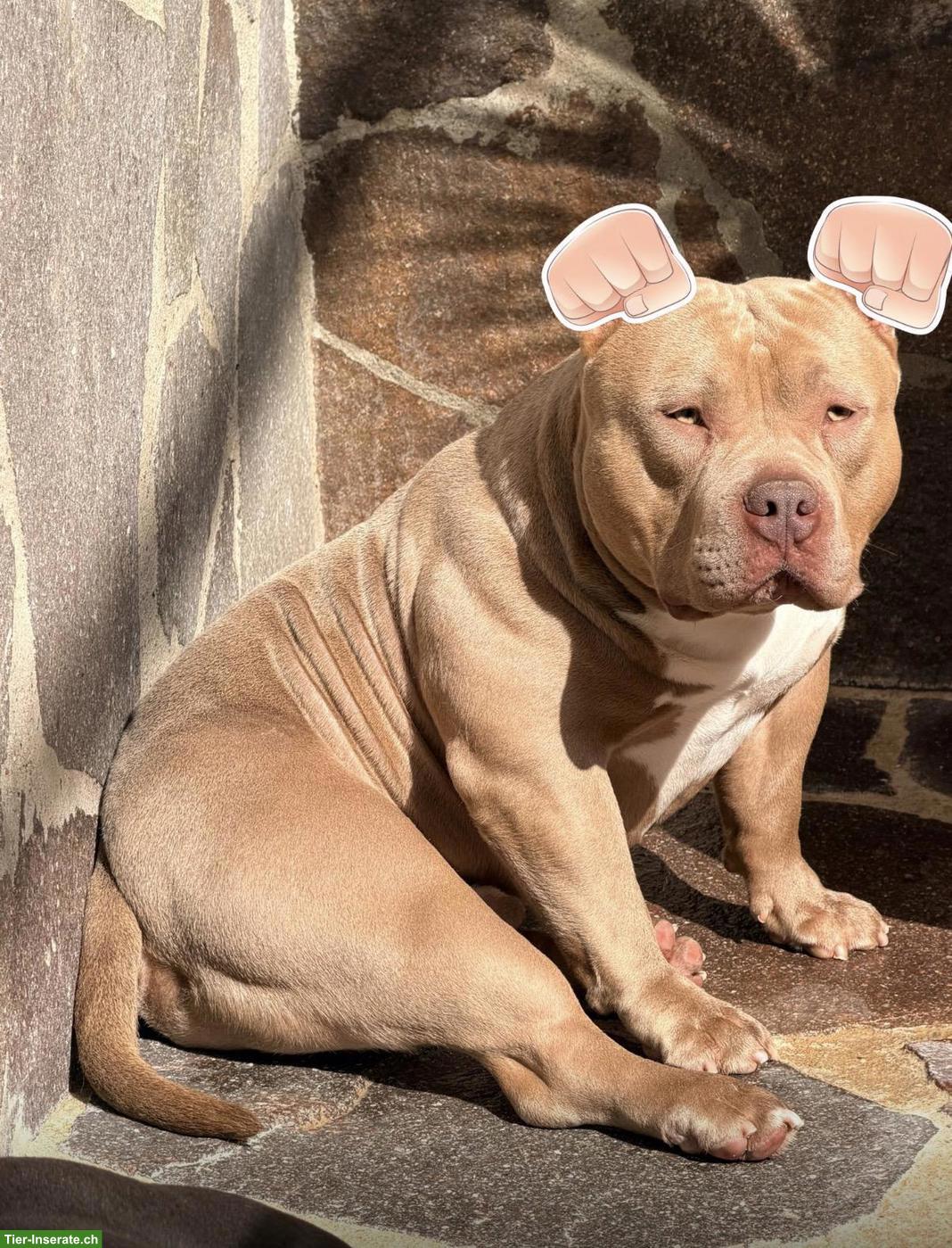 Bild 6: American Bully Welpen, Rüde und Hündin