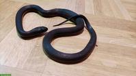 Schwarze Mexiko Königsnatter, weiblich
