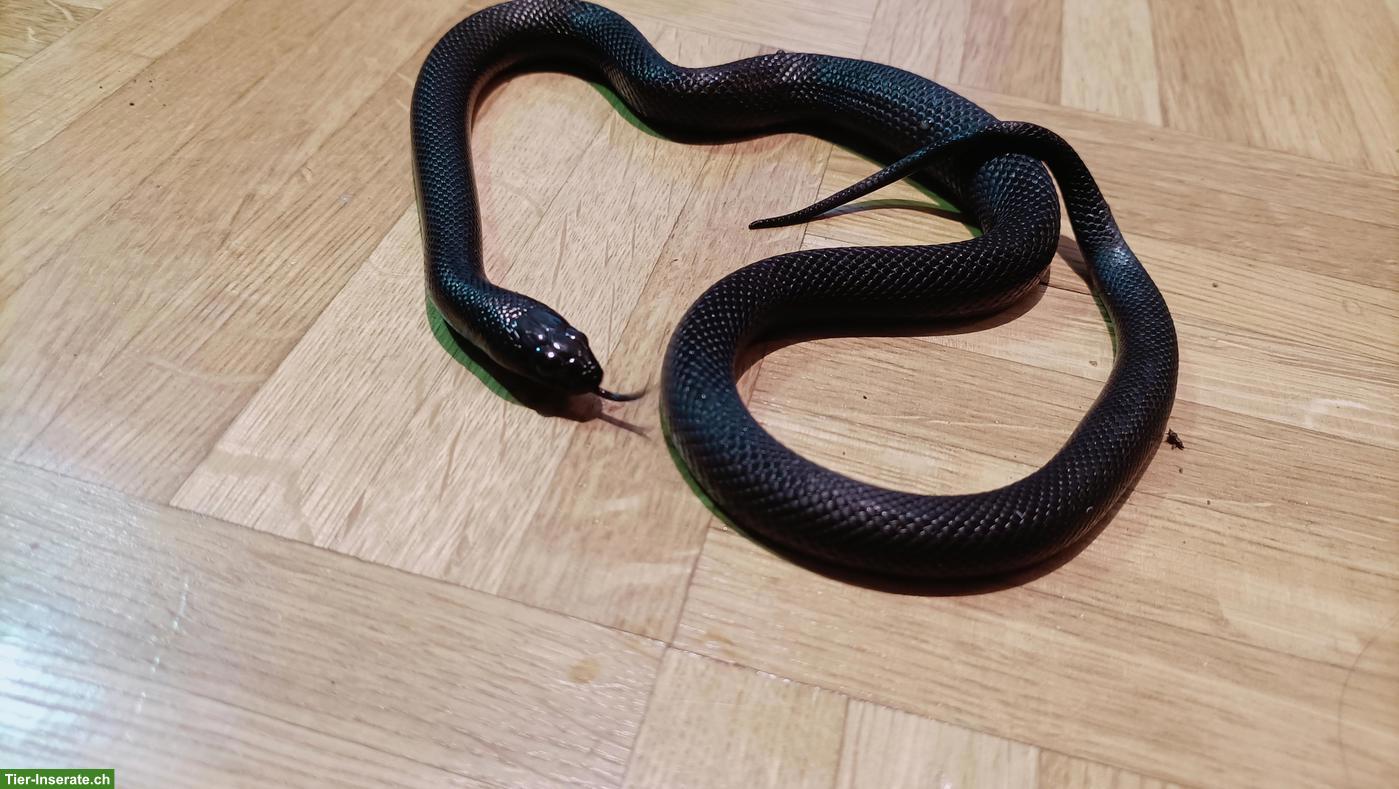 Bild 2: Schwarze Mexiko Königsnatter, weiblich