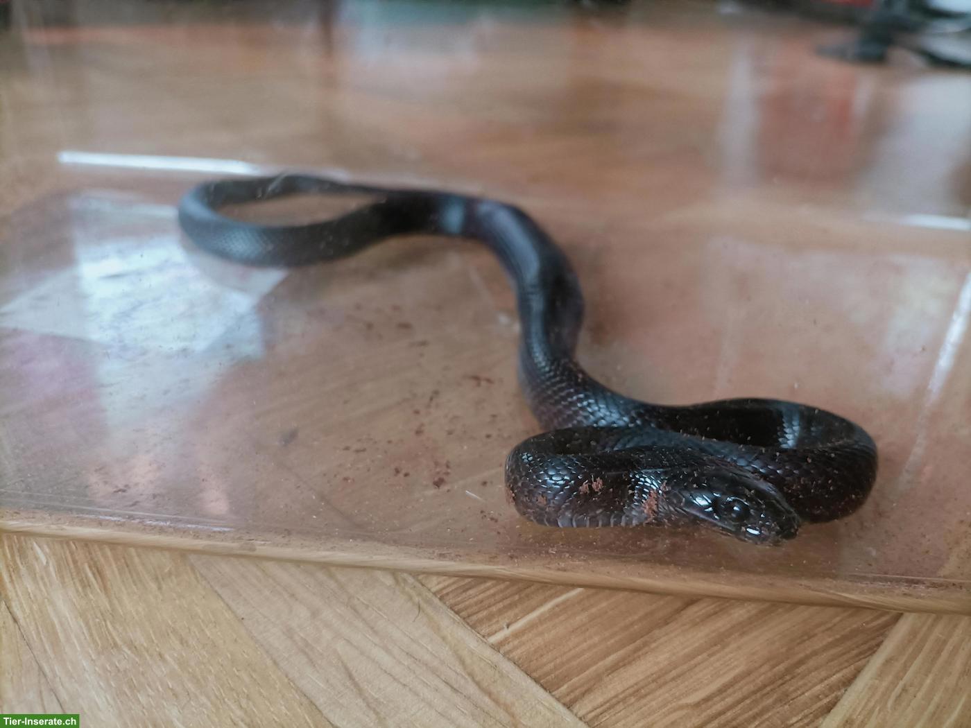 Bild 3: Schwarze Mexiko Königsnatter, weiblich