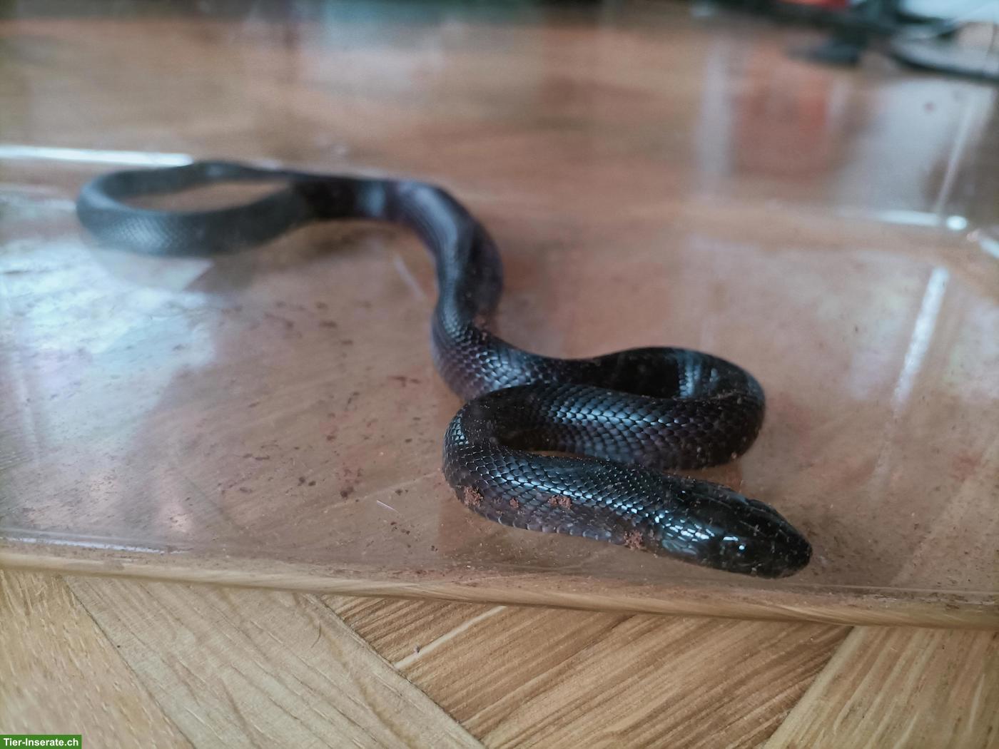 Bild 4: Schwarze Mexiko Königsnatter, weiblich