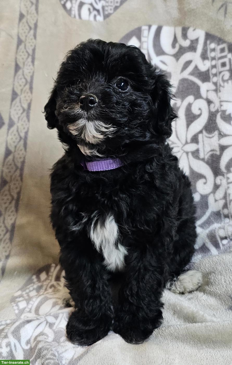 Mini Aussiedoddle x Bichon Frisé Welpen